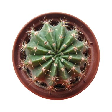 Cactus in a pot clipart