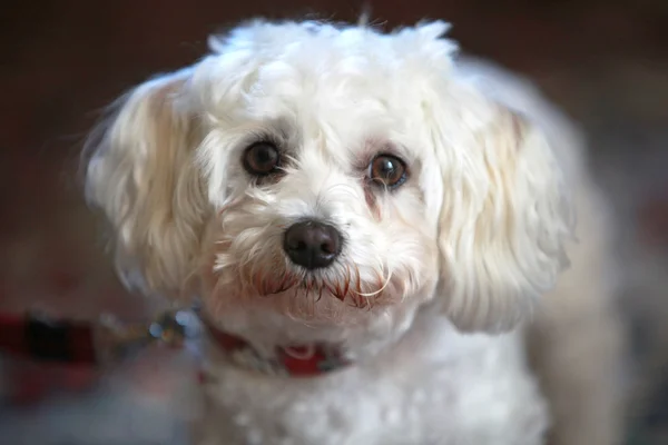 Malé, roztomilé, bílý pes — Stock fotografie