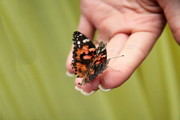Un papillon est assis sur une main — Photo