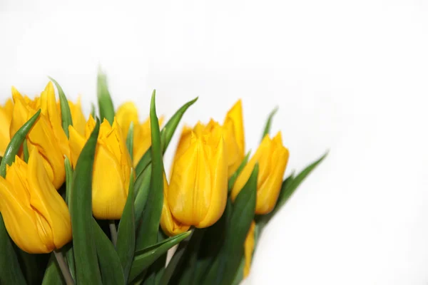 Žluté tulipány — Stock fotografie