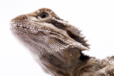 The head of a lizard. clipart