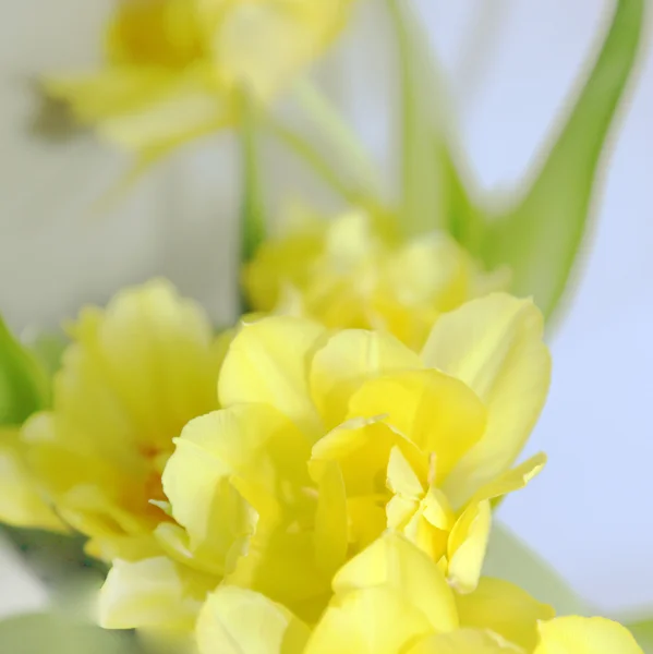 Żółty, nieostre tło z kwiatami — Zdjęcie stockowe
