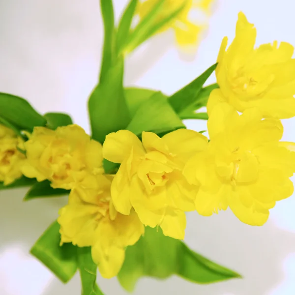 Yellow spring flowers space for text — Stock Photo, Image