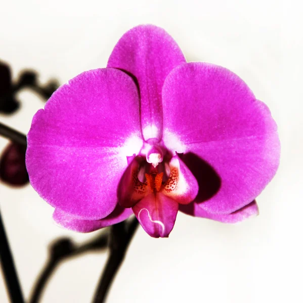 Purple-pink Orichidee - Close-up — Stock Photo, Image