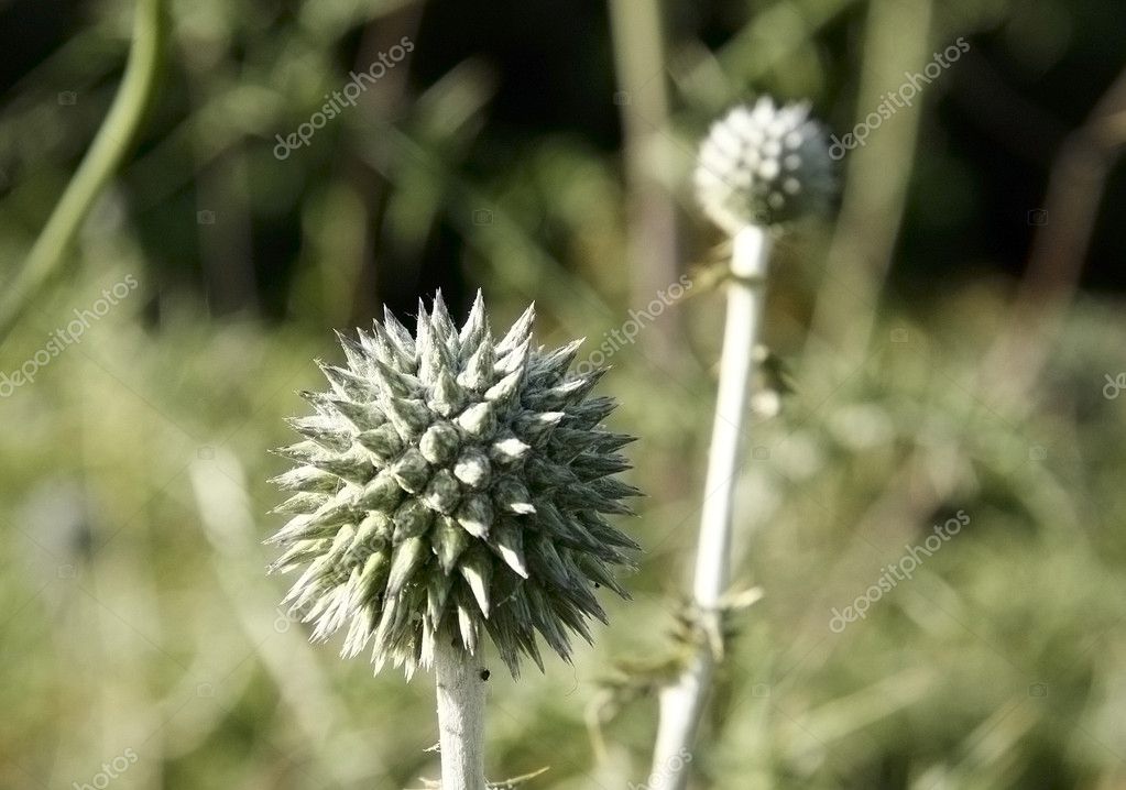 Spiky Plant Stock Photo Spectrum 1743826   Depositphotos 1743826 Stock Photo Spiky Plant 