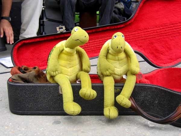 Beggars Turtles — Zdjęcie stockowe
