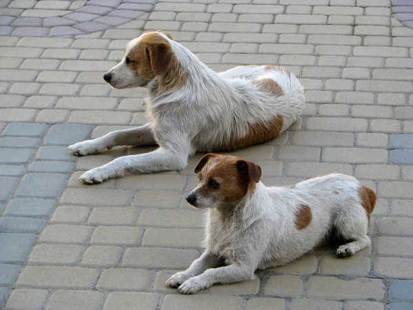 Köpeğin düet