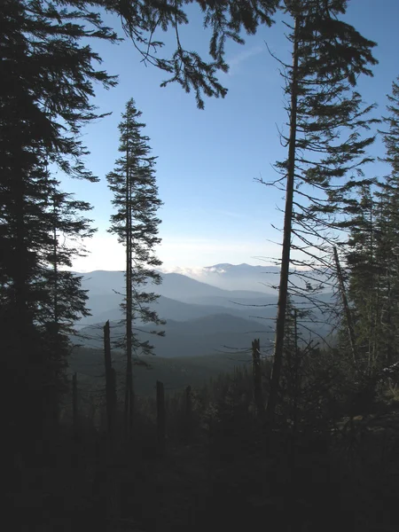 Bergachtige bos. — Stockfoto