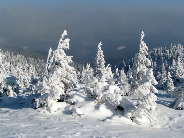Snowbound firs. — Stock Photo, Image