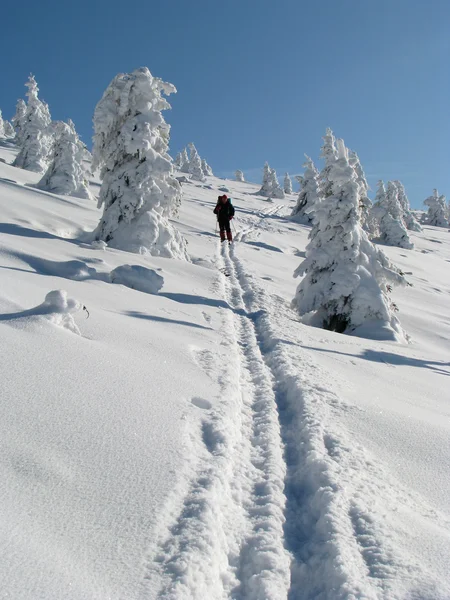 stock image Lonely skier.