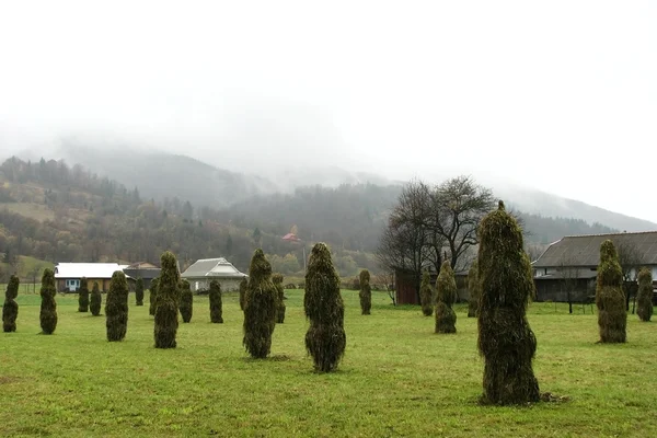 avlusu.
