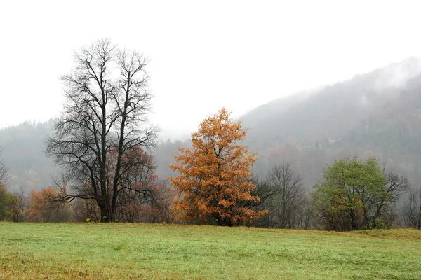 Осенний контраст . — стоковое фото