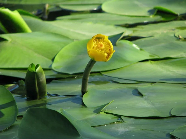 Blossoming Water-lily. — Stock Photo, Image