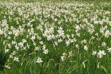 Field of wild narcissuses. clipart