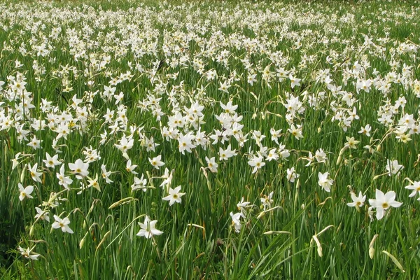 stock image Field of wild narcissuses.