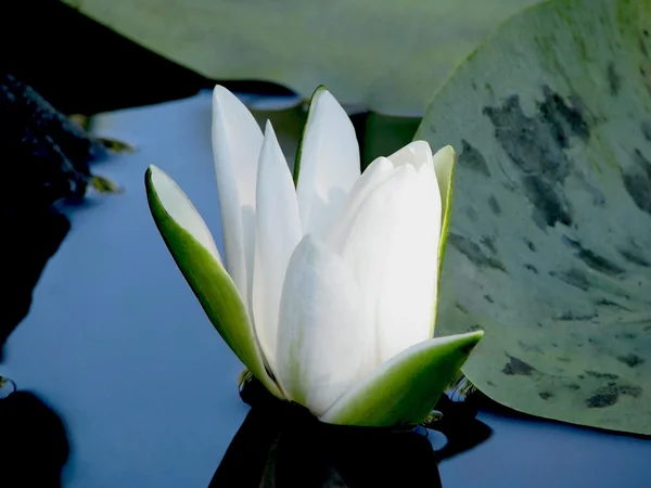 Blossoming Water-lily. — Stock Photo, Image