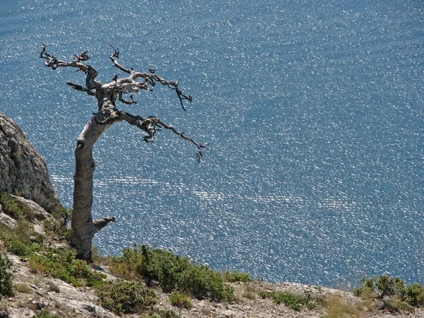 Single dry tree. — Stock Photo, Image