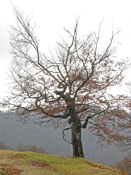 Beech-tree. — Stock Photo, Image