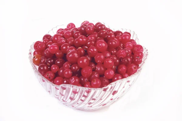 stock image Red Cranberry