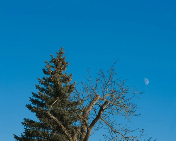 Cielo azul con luna Fotos De Stock