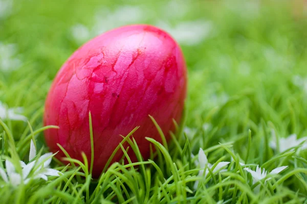Eastern - red egg — Stock Photo, Image