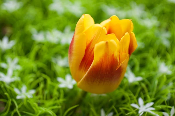 Tulipa vermelho-amarela Fotos De Bancos De Imagens Sem Royalties