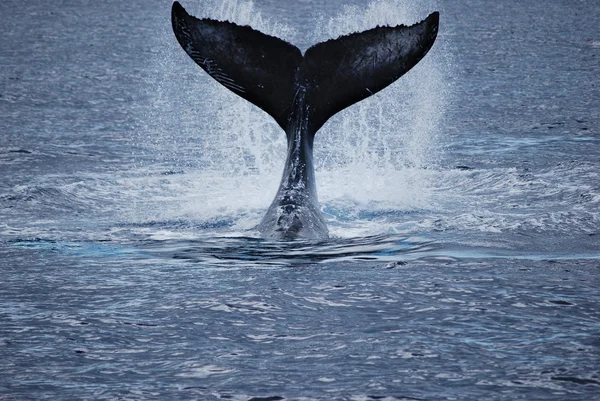 クジラの尾 — ストック写真