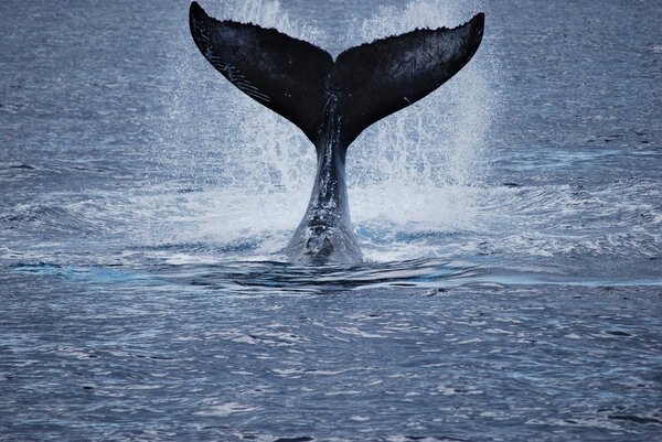 A diving humpback whale near Maui.