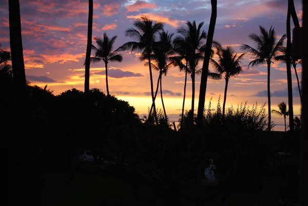 Sonnenuntergang durch Palmen lizenzfreie Stockfotos