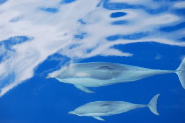 Dolphins clipart