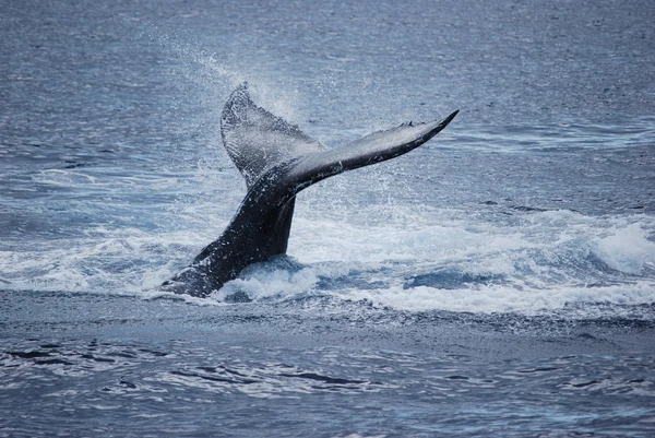 Whale Tail — Stockfoto