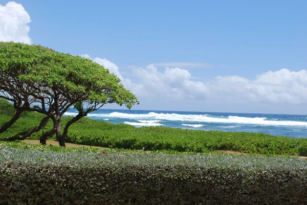 Playa de Kauai — Foto de Stock