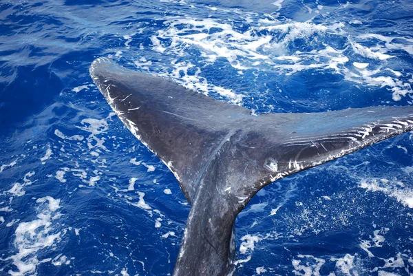 Китовый хвост — стоковое фото