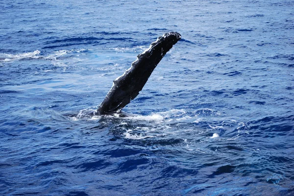 Pinna di balena — Foto Stock