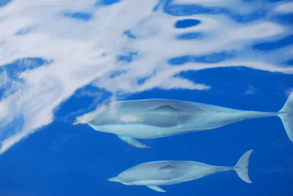 Delfine lizenzfreie Stockbilder