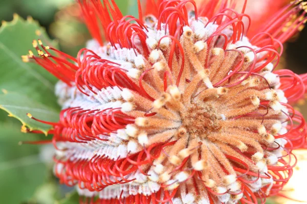 stock image Banksia blossom