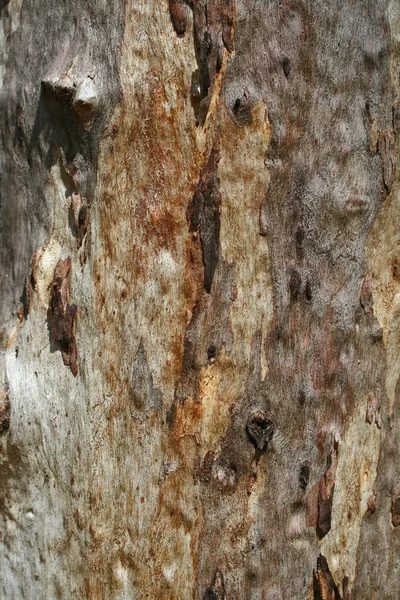 Eucalyptus bark — Stockfoto