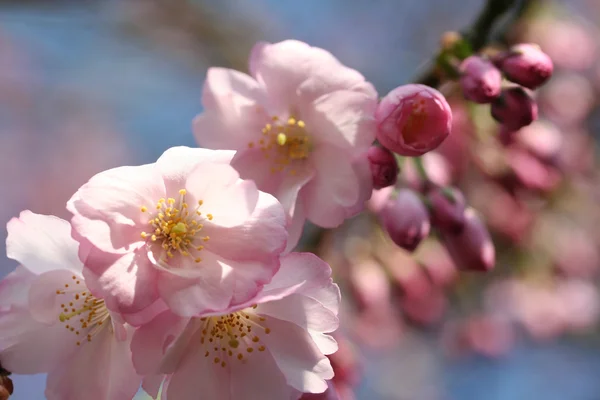 stock image Cherry blossom