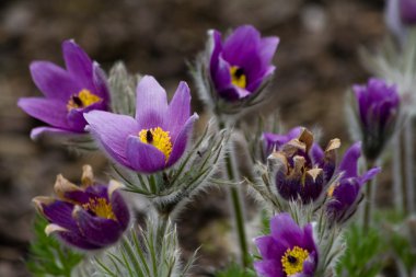 Pasque flower clipart