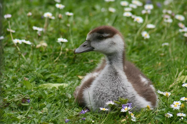 Goose chick — Stock Photo, Image