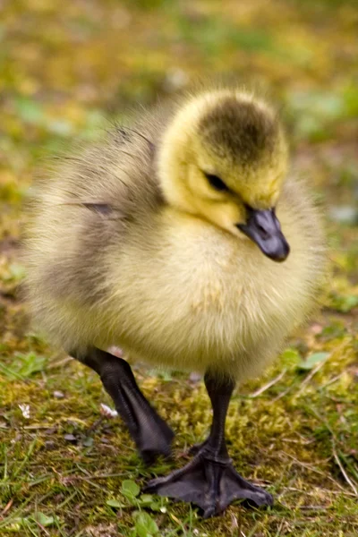 Goose chick — Stock Photo, Image