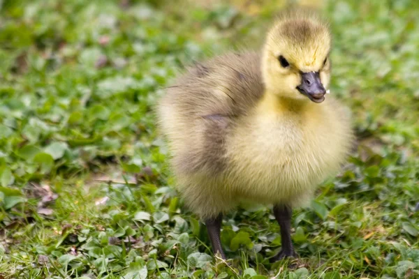 stock image Goose chick