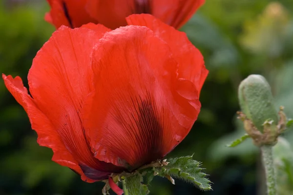 stock image Poppy