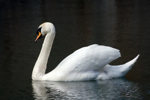 Stock image Swan