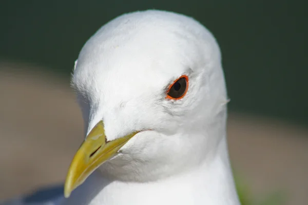 Portrait of a seagull — Stock Photo, Image