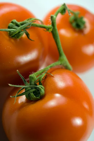 Tomates de arbusto — Fotografia de Stock