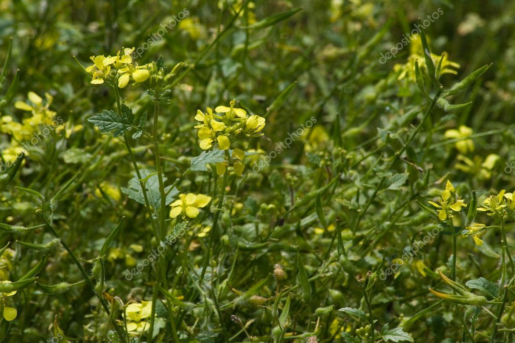 mustard herb plant