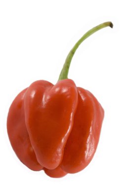 Habanero chillie beyaz