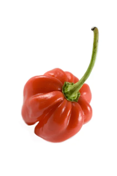 Habanero chillie on white — Stock Photo, Image