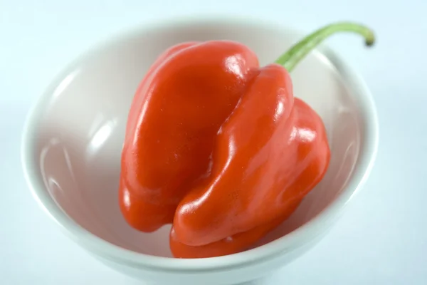 Habanero chillie on a white plate — Stock Photo, Image